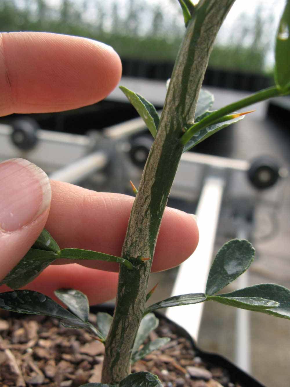              Second - third year twig (Phillip Rucks Citrus Nursery, Frostproof,   FL)       